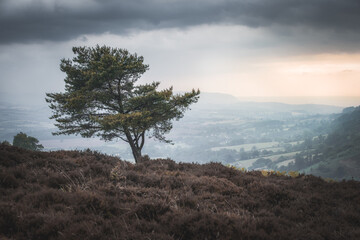 tree in the fog