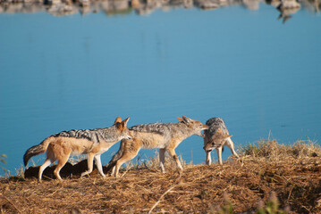 Three black-backed jackals (Canis mesomelas) play-fighting by a watering hole in Etosha National Park, Namibia.