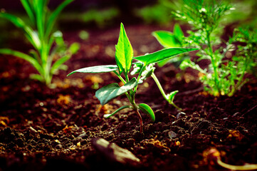 close up photo of a small green hot pepper sprout growing in the ground