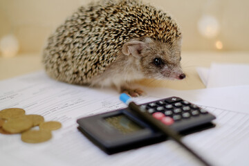 money Finance reporting hedgehog calculator