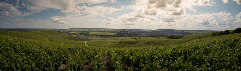 Obraz premium panorama of vineyards in Ay, champagne region in france