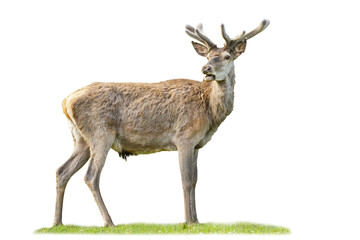 Calm red deer, cervus elaphus, stag grazing with open mouth isolated on white background. Wild male animal in spring with new antlers wrapped in velvet from side view cut out on blank.