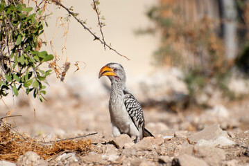 Portrait of a Monteiro's hornbill (Tockus monteiri), a species of hornbill that is native to the dry woodlands of southwestern Africa. Shot in Namibia.