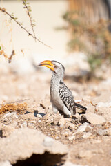 Portrait of a Monteiro's hornbill (Tockus monteiri), a species of hornbill that is native to the dry woodlands of southwestern Africa. Shot in Namibia.