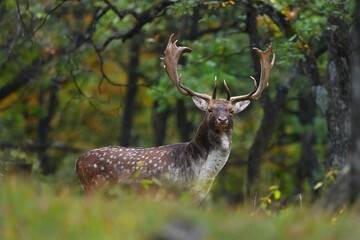 Naklejka na ściany i meble Majestic fallow deer, dama dama, standing in forest in autumn. Magnificent stag with spots looking to the camera in fall nature. Wild mammal with huge antlers watching in woodland.