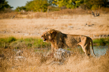 Thin male lion in grassland near a watering hole in Etosha Nature Reserve, Namibia.  © Marie Young