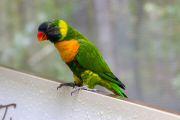 The marigold lorikeet (Trichoglossus capistratus) is a species of parrot that is endemic to the south-east Asian islands of Indonesia and East Timor.