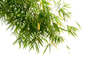 Close up bamboo leaves isolated on white background