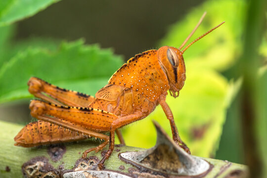 PRIMO PIANO DI UNA CAVALLETTA ARANCIONE IN NATURA