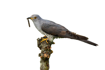 Common cuckoo, cuculus canorus, feeding on bough on white background. Feathered animal sitting in treetop with worm in beak with space for text. Wild bird looking from branch cut out on blank.