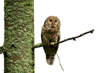 Tawny owl, strix aluco, sitting on tree isolated on white background. Brown bird resting on branch cut out on blank. Wild feathered predator looking from bough with copy space.
