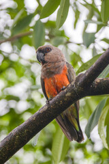The red-bellied parrot (Poicephalus rufiventris) is a small African parrot. It is a mostly greenish and grey parrot. Males have a bright orange belly and females have a greenish belly. © Danny Ye