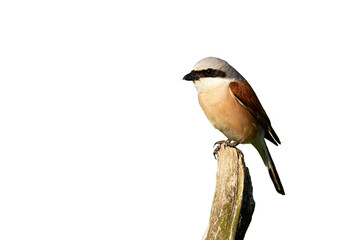 Little red-backed shrike, lanius collurio, male sitting on branch cut out on blank. Small bird looking on bough isolated on white background. Shrike watching from wood with copy space.