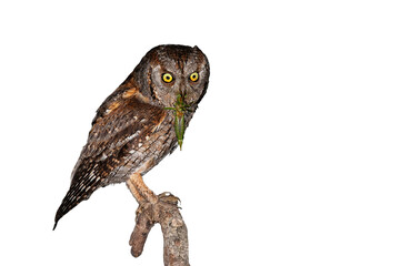 Eurasian scops owl, otus scops, holding green grasshopper in beak isolated on white background. Animal with brown feathers and intense yellow eyes cut out on blank.