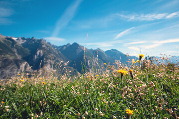 green Mountain landscape in the summer with flowers and blue sky in the Alps Switzerland beautiful background on a sunny day
