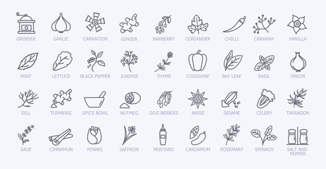 Very large set of black and white spice icons showing the leaves, seeds, grinder, condiment servers and pestle and mortar, line drawn vector illustration