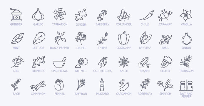 Very large set of black and white spice icons showing the leaves, seeds, grinder, condiment servers and pestle and mortar, line drawn vector illustration