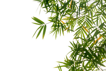 Fototapeta na wymiar Close up bamboo leaves isolated on white background
