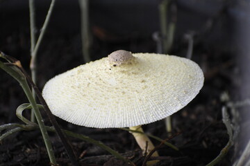 mushroom in the forest