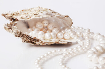 Oyster with pearls isolated on white.