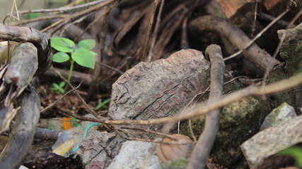 Brown stone in the forest