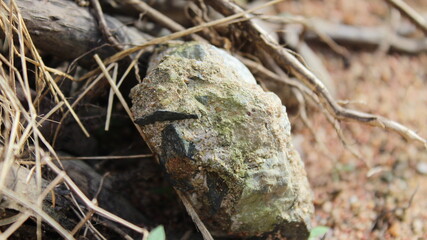 Black stone in the forest