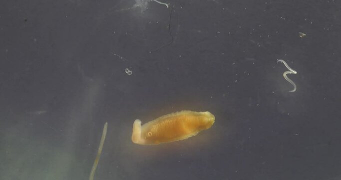 The study parasite or worms is a freshwater fish parasite in laboratory for education.
