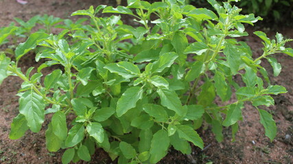 leaves in the garden