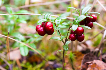 Fresh wild lingonberry in forest  in a swamp. Natural food of wild nature, rich in vitamins. Top view. Vaccinium vitis-idaea (lingonberry, partridgeberry or cowberry).  Organic lingonberry.  Nature