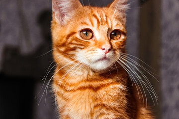 Portrait of little adorable smiling ginger tabby kitten.  Big eyes. Copyspace. Cute domestic cats.Beautiful background for wallpaper, cover, postcard. Isolated, close up. Cats concept. Pet friend