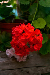 A branch of red geranium flowers on a background of wooden boards.