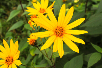 Jerusalem artichoke. Floral background made of blooming yellow flower. Macro view .Summer beautiful flowers.  Springtime and summer concept. Gardening, floristry. Space for text. 