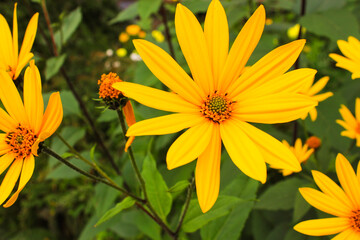 Jerusalem artichoke. Floral background made of blooming yellow flower. Macro view .Summer beautiful flowers.  Springtime and summer concept. Gardening, floristry. Space for text. 