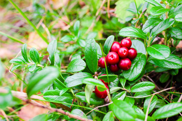Fresh wild lingonberry in forest  in a swamp. Natural food of wild nature, rich in vitamins. Top view. Vaccinium vitis-idaea (lingonberry, partridgeberry or cowberry).  Organic lingonberry.  Nature