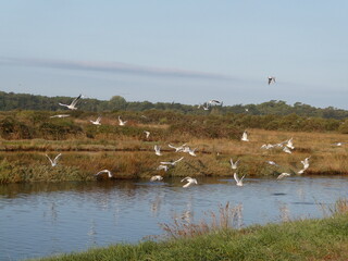 Invasion de mouettes dans un marais