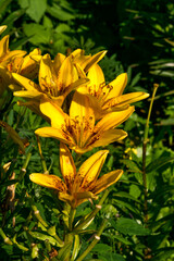 Obraz premium Beautiful yellow large flowers of lilies close-up.