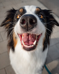 Fototapeta premium Portrait of Australian Shepherd dog while walking outdoors. Beautiful adult purebred Aussie Dog in the city.
