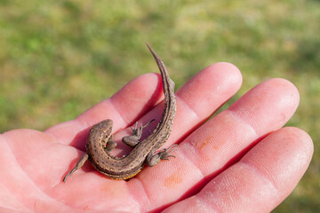 Green lizard in a man's hand in the summer on the stree