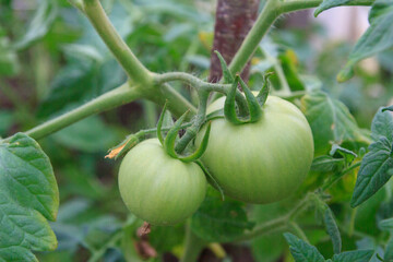 Small green tomatoes ripen in the greenhouse in summer