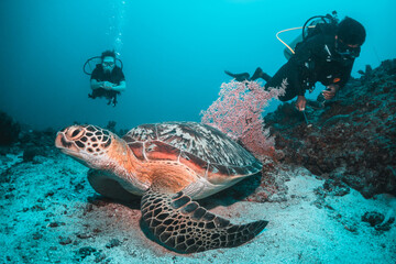 Obraz na płótnie Canvas Underwater image of a green sea turtle, with scuba divers swimming and observing among colorful coral reef in clear blue water