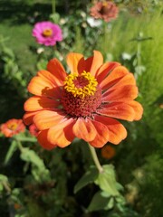 orange flower