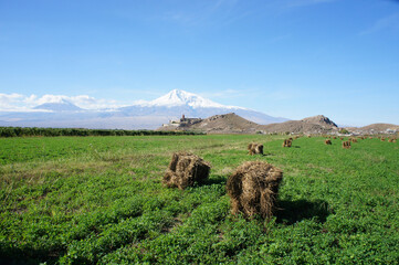 haymaking