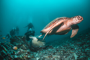 Fototapeta premium Underwater image of a green sea turtle, with scuba divers swimming and observing among colorful coral reef in clear blue water