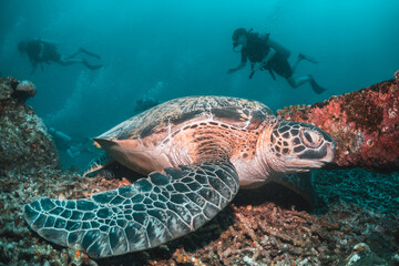 Underwater image of a green sea turtle, with scuba divers swimming and observing among colorful coral reef in clear blue water