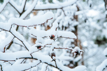 snowy trees and forest in winter