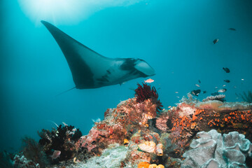 Underwater image of a giant manta ray swimming over colorful reef inn clear blue water