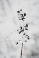 snowy trees and forest in winter