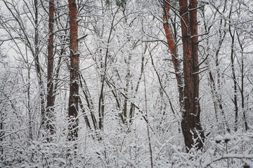 snowy trees and forest in winter