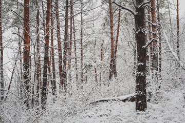 snowy trees and forest in winter