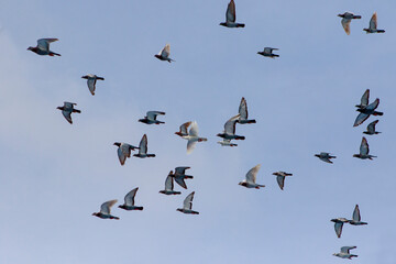 flock of speed racing pigeon flying against blue sky
